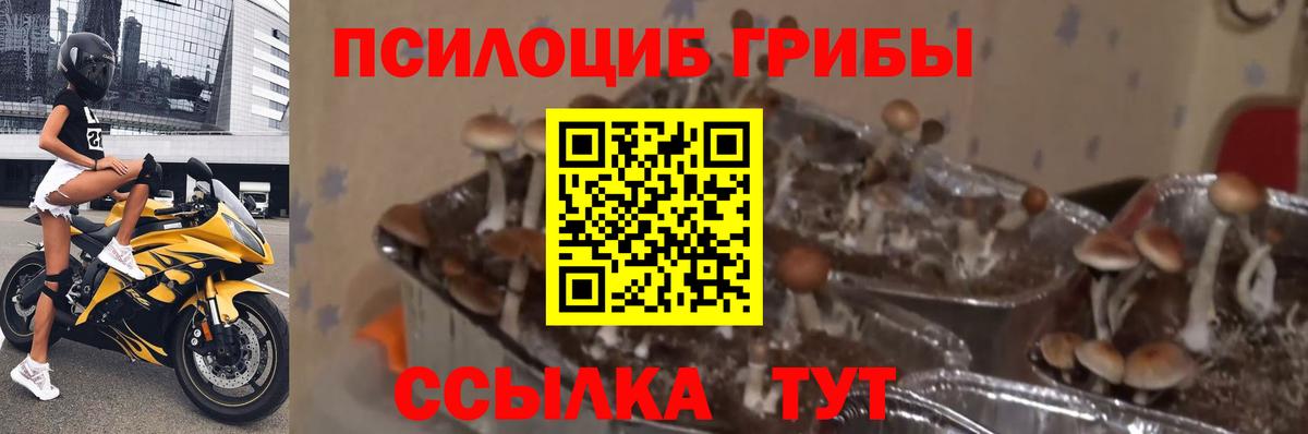 Галлюциногенные грибы Psilocybe  Псилоцибиновые грибы GOLDEN TEACHER  Азов  Вход с VPN 